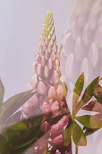 red lupine flower photo thumbnail