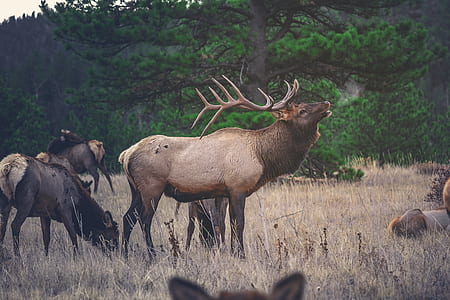brown moose on brown grass surrounded with green trees at daytime thumbnail