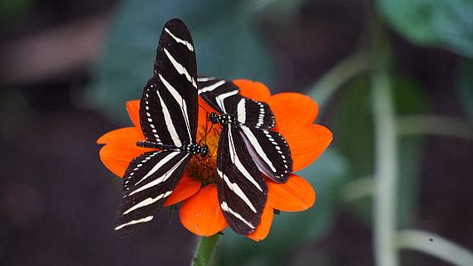 selective focus photography of two black-and-white striped butterflies on orange cosmos flower thumbnail
