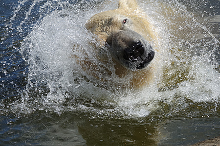 polar bear swimming in water thumbnail