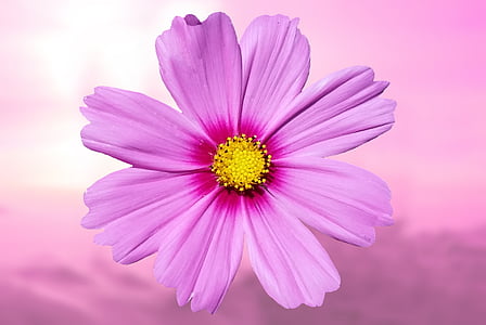 pink petaled flower in close-up photography thumbnail