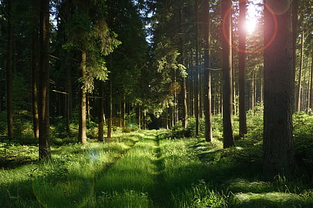 green grasses and tall trees thumbnail