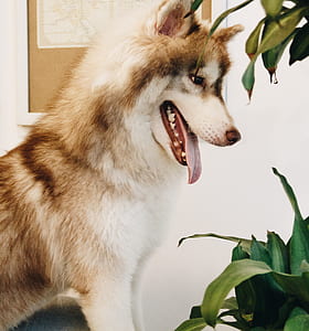 animal, dog, pet, cute thumbnail