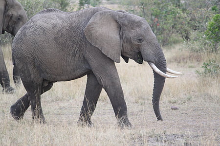 grey elephant thumbnail