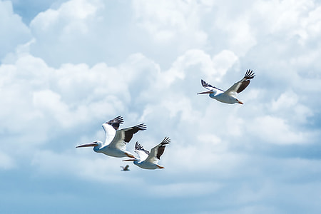 three flying white birds under white clouds thumbnail