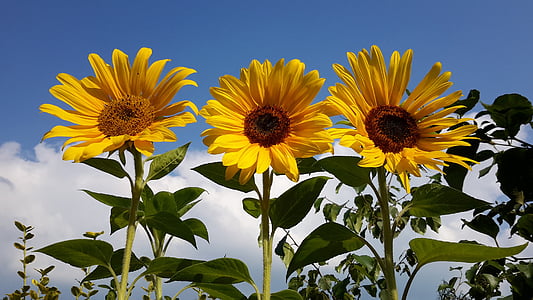 three sunflowers at daytime thumbnail