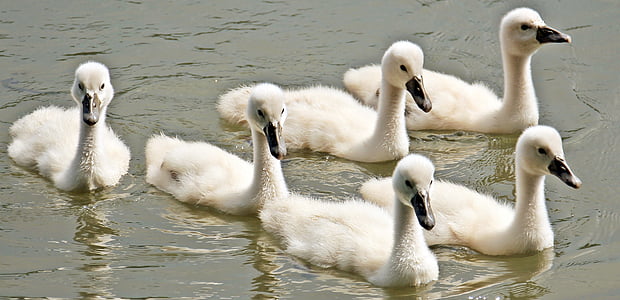 six white ducks on body of water thumbnail