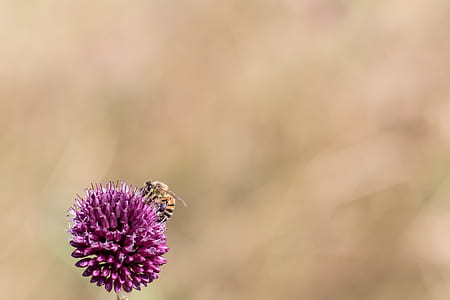 selective focus photography of honeybee perched on purple flower thumbnail