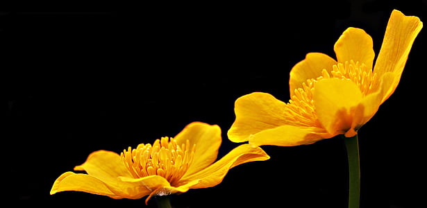 closeup phtography of two yellow avens flowers thumbnail