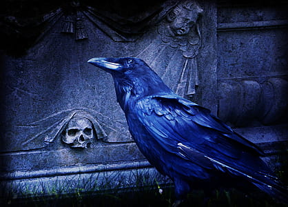 blue bird thumbnail