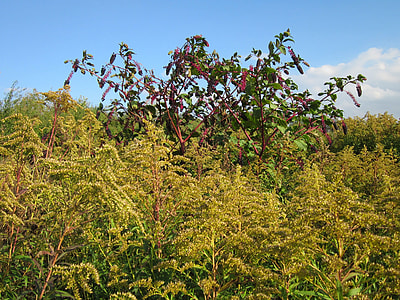 Phytolacca Americana, Pokeweed thumbnail