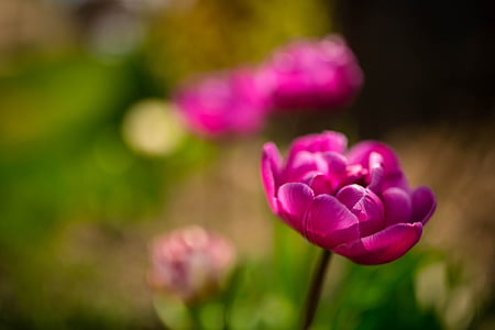 pink tulip flower shallow focus photography thumbnail