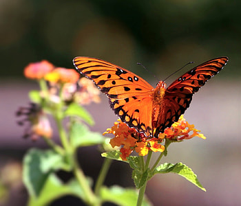 macro photo of gulf fritillary butterfly perched on orange flower thumbnail