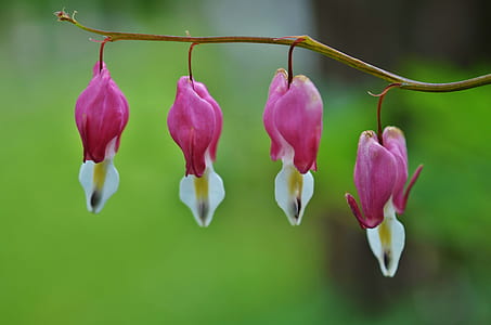 four pink orchid flowers thumbnail