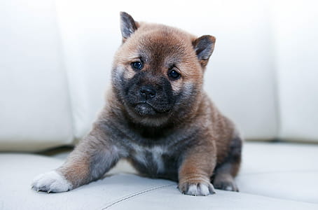 brown and black Akita inu puppy thumbnail