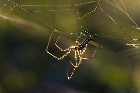 black and yellow Argiope spider thumbnail
