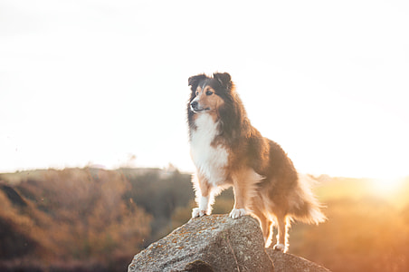 selective focus photography of Shetland sheepdog standing on gray rock thumbnail