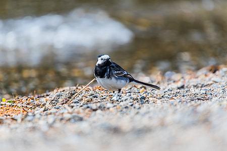 selective focus photography black and white bird on ground thumbnail