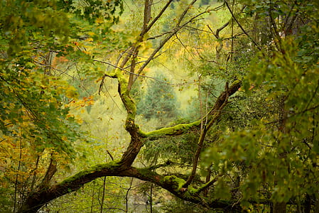 green leafed plants thumbnail
