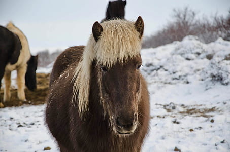 brown horse on snow capped filled at daytime thumbnail