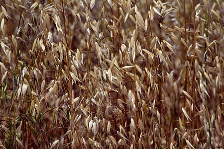 dried grass at daytime thumbnail