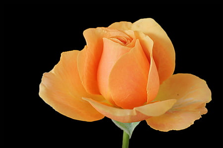 photo of orange rose thumbnail