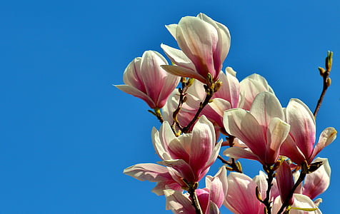 white-and-pink flowers thumbnail