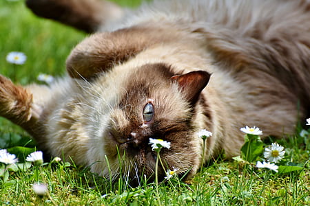 brown cat lying on grass thumbnail