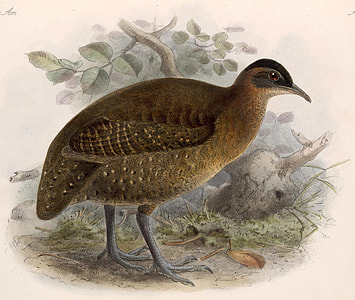 Highland tinamou - Nothocercus bonapartei thumbnail