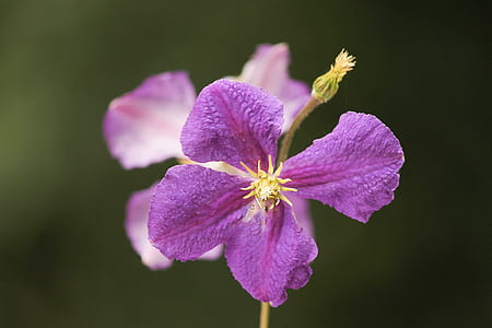 shallow focus photography of purple flowers thumbnail