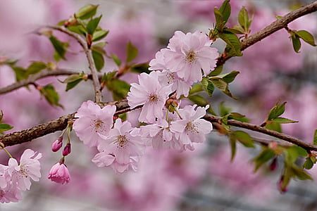 blooming pink petaled flower in close-up photography thumbnail