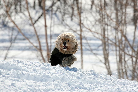 shallow focus photography of brown puppy walking on snow field thumbnail