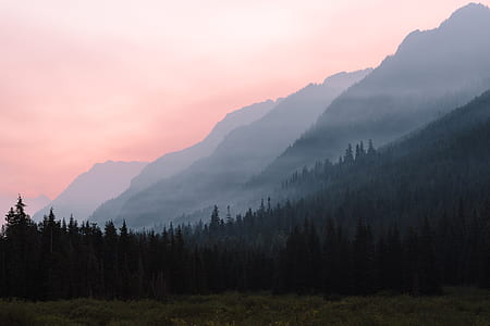 green leafed tree on mountain with fogs thumbnail