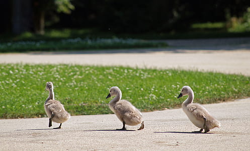 three gray ducklings walking on walkway thumbnail