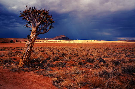 brown tree in desert during daytime thumbnail