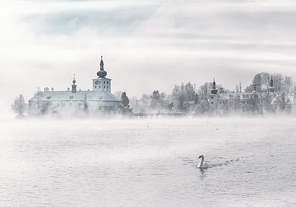 Swan on Body of Water Near Building thumbnail
