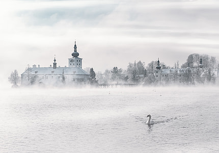 swan swimming on body of water overlooking buildings thumbnail