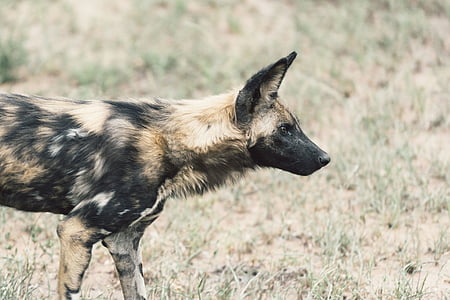 black and brown hyena walking on green grass field thumbnail