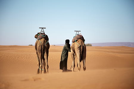 person walking with 2 camels on desert thumbnail