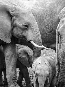 person taking photo of elephants thumbnail