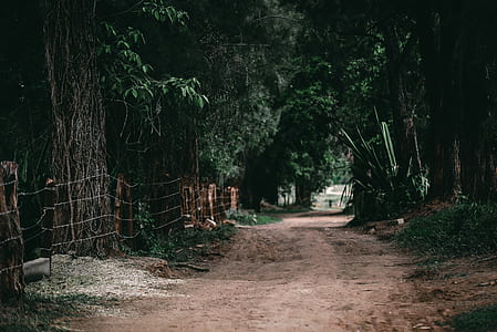 green tree thumbnail