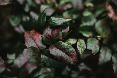 Autumn Details thumbnail