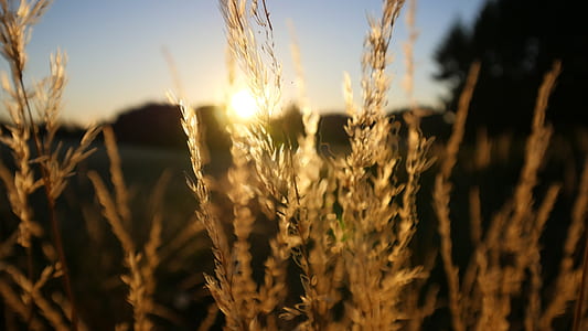 close-up photography of plant thumbnail