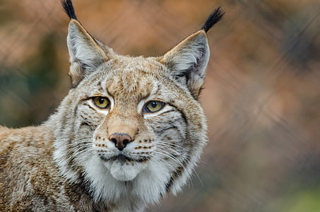 brown lynx thumbnail