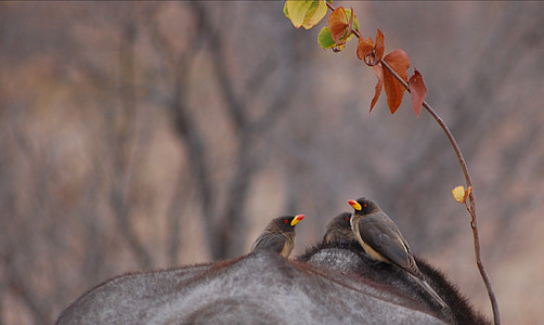 shallow focus photography of two gray-and-black birds thumbnail