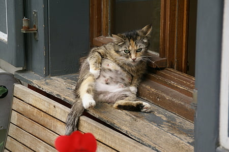 brown tabby cat lying on window at daytime thumbnail