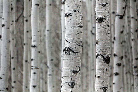 shallow focus photo of white tree trunks thumbnail