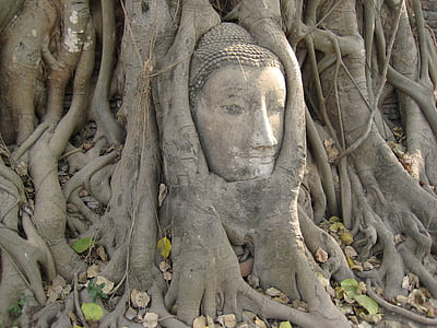 Buddha head bust in tree root thumbnail