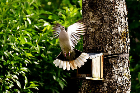brown and white Dove flying near brown wooden birdhouse during daytime thumbnail