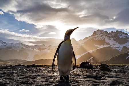 penguin on body of water during daytime thumbnail